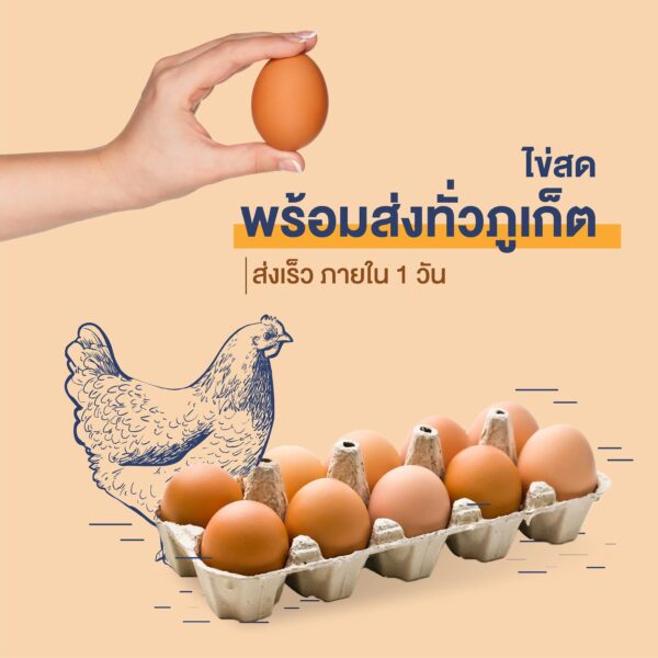 Fresh chicken eggs