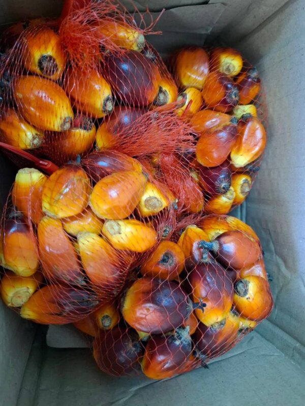 Oil palm fruit fall for animal feed