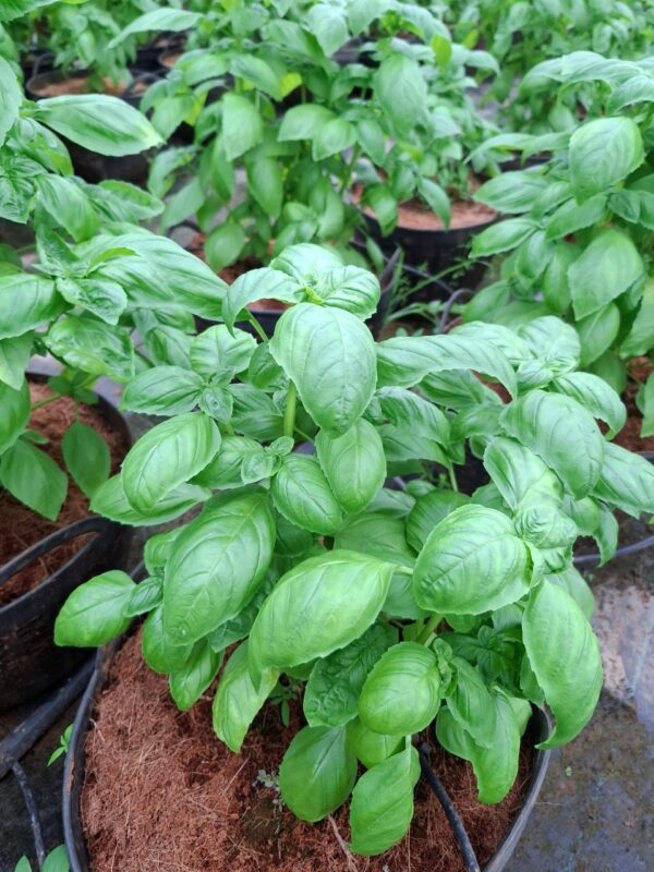 Italian basil