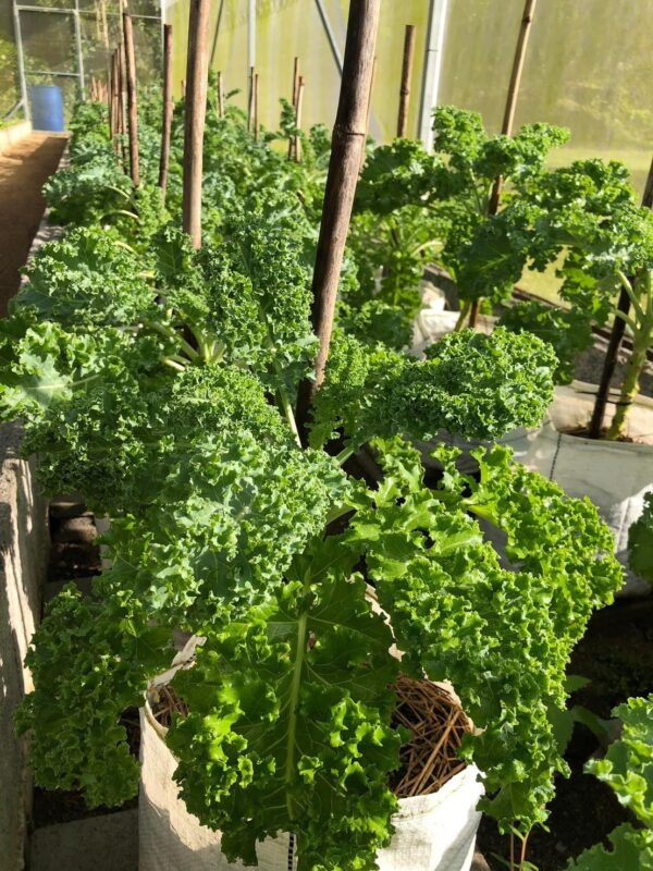 Fresh Kale