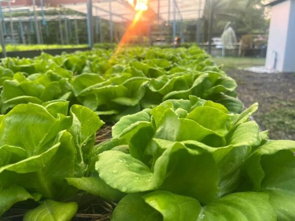 Soil-grown salad vegetables