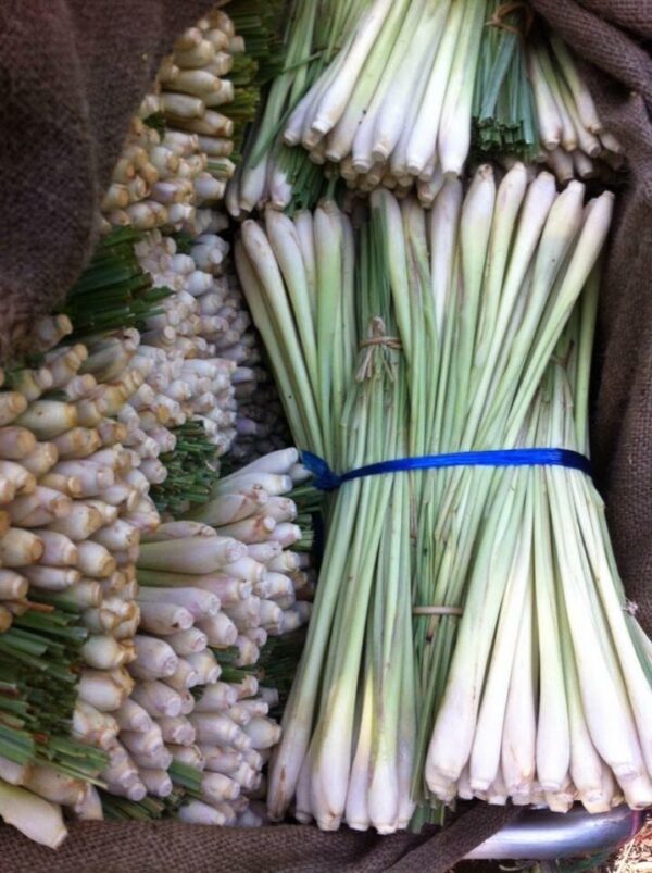 Fresh lemongrass