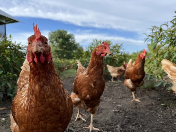 ไข่ไก่ฟรีเร้นจ์