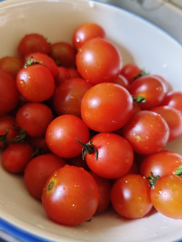 มะเขือเทศ cherry tomatoes ปลอดสาร